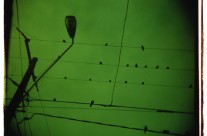 Birds on Wire – Philadelphia